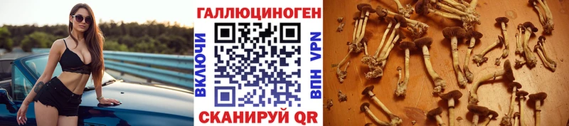 дарнет шоп Красновишерск Галлюциногенные грибы Psilocybine cubensis